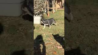 Video preview image #1 Dachshund-Unknown Mix Puppy For Sale in Arlington, VA, USA