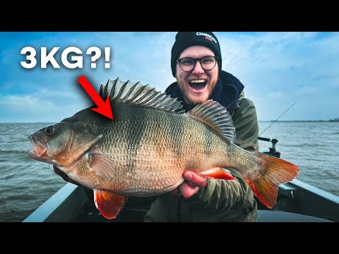 Är det möjligt att fånga en ABBORRE ÖVER 3KG, på en dag? - Vi fiskar monsterborrar i Holland