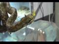Horned Bush Vipers 