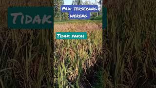 Download lagu padi terserang wereng mp3