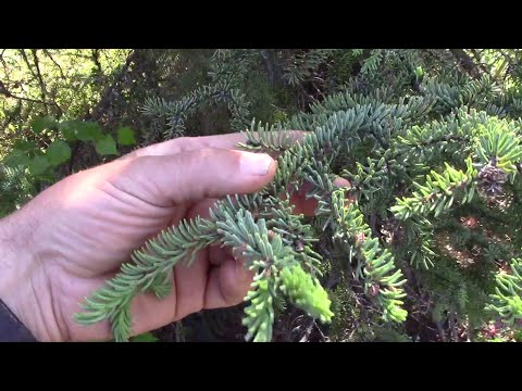 download lagu mp3 mp4 Spruce Tip Tea Benefits, download lagu Spruce Tip Tea Benefits gratis, unduh video klip Spruce Tip Tea Benefits