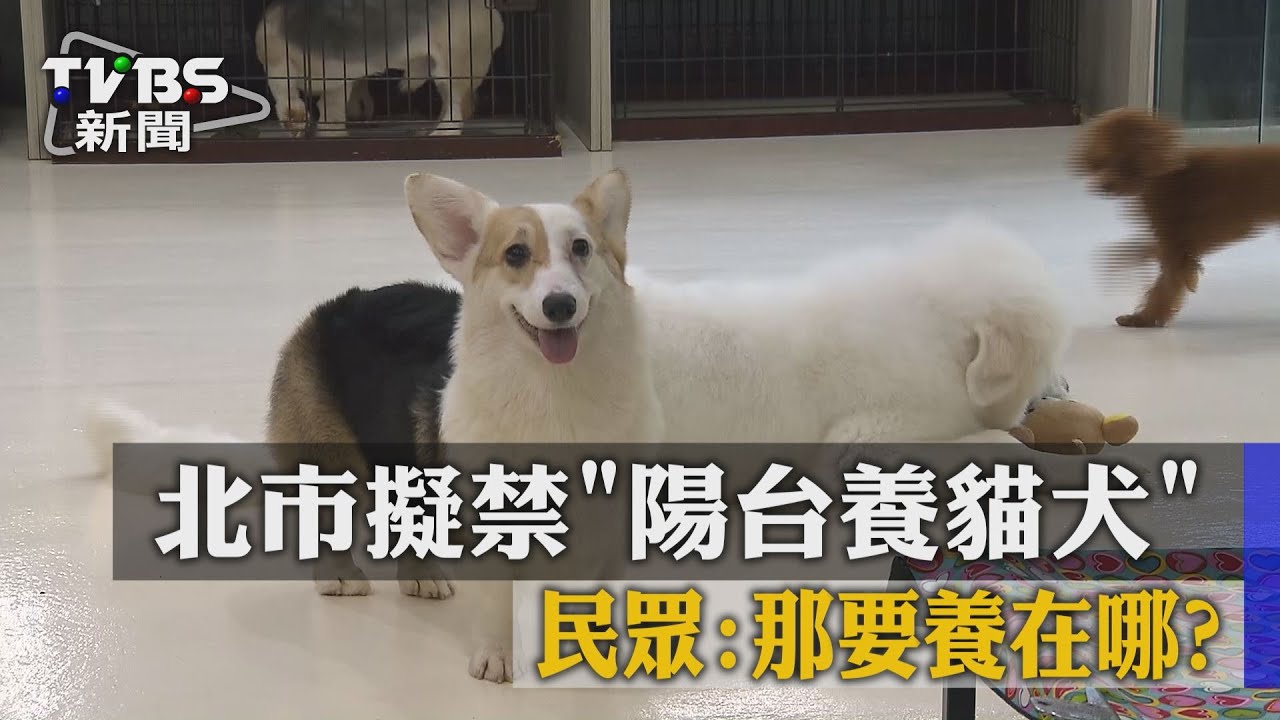 北市擬禁「陽台養貓犬」 民眾:那要養在哪?