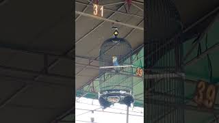 Download lagu Lovebird Konslet Durasi Mewah Jedah Rapat Juara 1 Lomba Burung Berkicau Palembang #lovebirdkonslet mp3 Download lagu Lovebird Konslet Durasi Mewah Jedah Rapat Juara 1 Lomba Burung Berkicau Palembang #lovebirdkonslet mp3