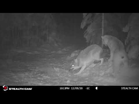 Lynx vs Coyote - # 2