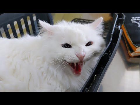 Angry and aggressive cat at the vet: growling, hissing, tooth and claw