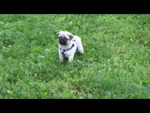 !!! Mops-Welpe Otiz macht erste Erfahrungen im Park und trifft einen anderen Mops !!!