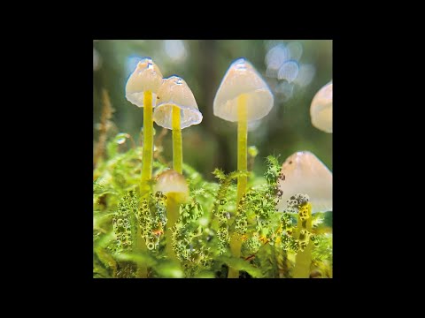 PREMIERE: Neida - DSO [Nehza Records]