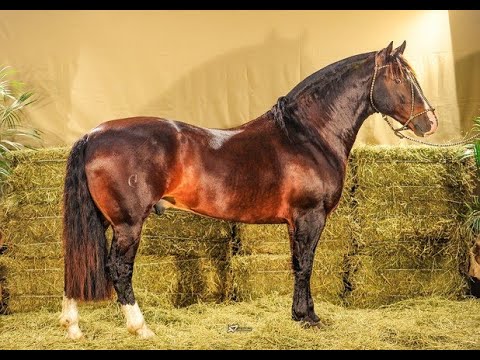 BEM FEITO CALA BASSA