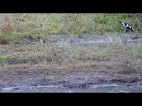 Djuma: Sights and sounds - 14:30 - 06/21/2022