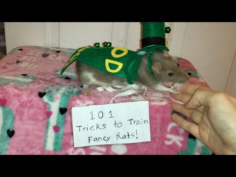101 Tricks to Train Your Rats! (Mini Trick Tutorials Compilation)