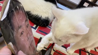 しろねこ vs  野獣先輩