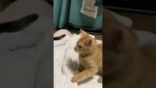 猫のヘドバン