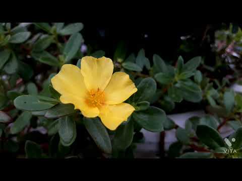 mediation and relaxing nature video