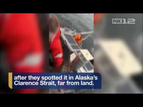 Caught on Camera: U.S. Coast Guard rescues drowning deer