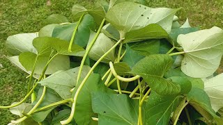 আমার শখের বাগানের আলুর ডুগা। মাশাআল্লাহ আলহামদুলিল্লাহ❤️😍