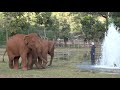 Splish Splash for the Baby Elephants! - ElephantNews