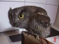 Hooo Hoo , Cute Owl (EvanS) - Známka: 1, váha: velká