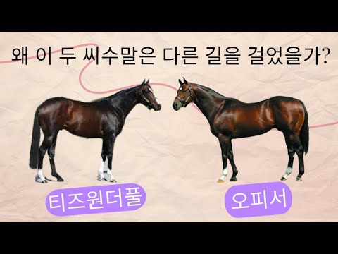 9/18-강태성경마-오피서와 티즈원더풀은 왜 다른 길을 걸어갔을가?