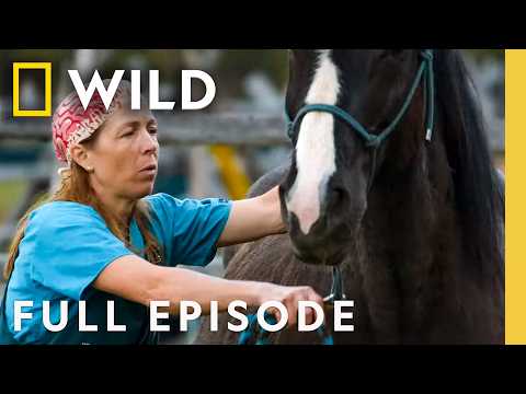 Bear Brawl (Full Episode) | Dr. Oakley Yukon Vet | Nat Geo Animals