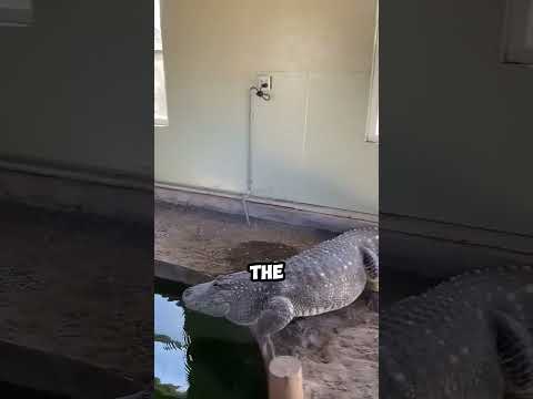 You Won’t Believe What This Crocodile Did When the Owner Spoke!