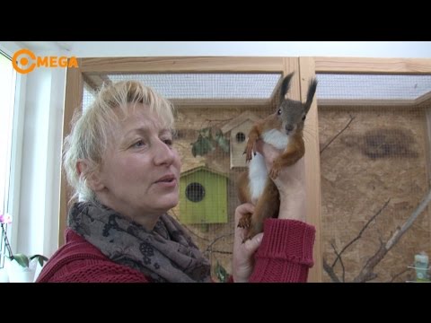 , title : 'Ana és a mókusok - Árva, sérült mókusokat nevel a csabrendeki nő'