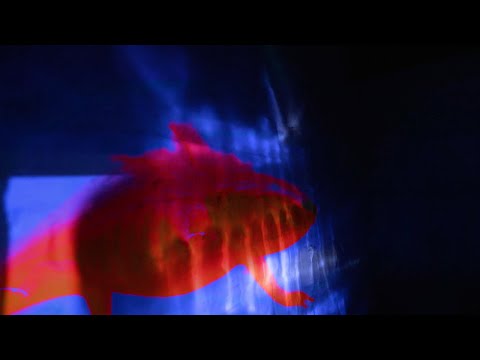 Video thumbnail for Axolotl