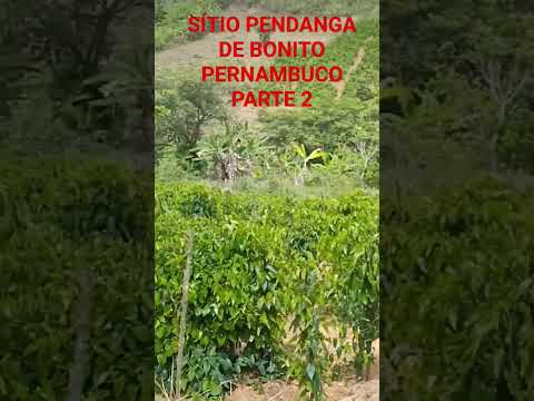 SÍTIO PENDANGA DE BONITO PERNAMBUCO PARTE 3