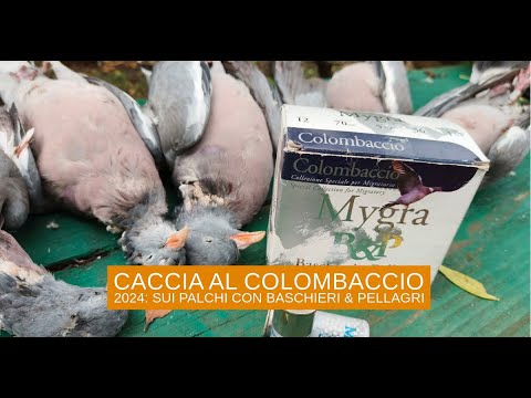 caccia-ai-colombacci: Caccia al colombaccio 2024: sui palchi con Baschieri & Pellagri