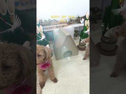 皆様にとりまして素敵なすばらしい１年になりますように🎍本年もよろしくお願いいたします。 HAPPY NEW YEAR 2024✨ #happynewyear #2024