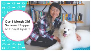 Our 5 Month Old Samoyed Puppy: An Honest Update