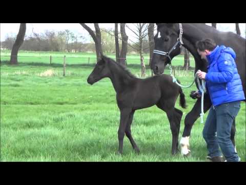 *2016 filly by Millennium - De Niro (one week old) - SOLD