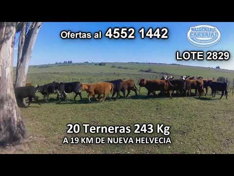 Lote 20 Terneras 6 HE c/ RA- 4 AA- 3 HE c/ AA- 3 RA- 2 HE c/ NO- 1 AA c/ HO- 1 NO c/ AA 243 Kgkg -  en Pichinango- A 19 Km de Nueva Helvecia