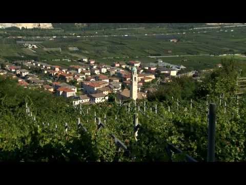 Il territorio e la vendemmia