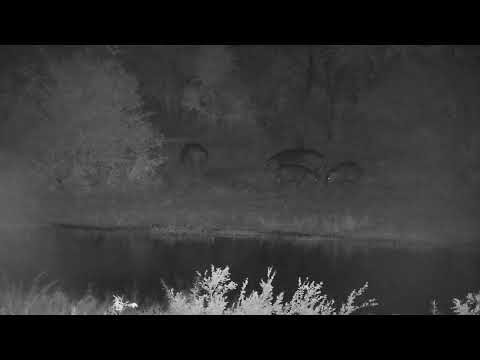 Djuma: Four Hippos out of the dam grazing - 18:37 - 04/22/2023