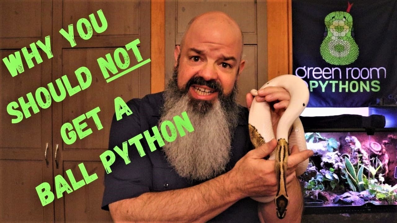 Why You Shouldn't Buy a Ball Python – this snake might not be right for you! Watch before you buy!