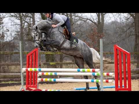 (Sold 🇧🇬) Stallion, born 2018 by Cornet Obolensky x Stakkato