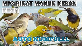 Download lagu MP3 PIKAT BURUNG KEBON KOMBINASI BURCIL AMPUH mp3