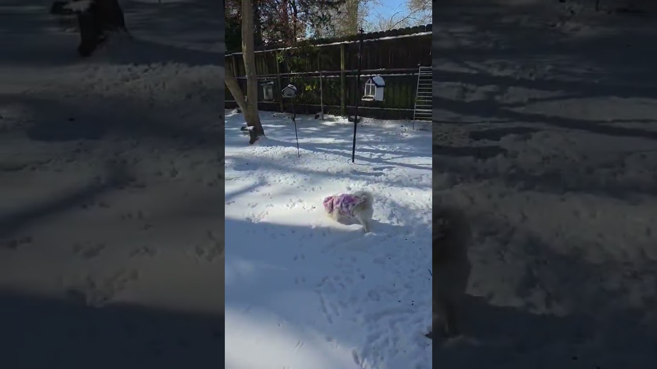 Enlarge Missy, an adopted mixed breed in Raleigh, NC video 1/4