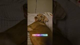 Why all our dogs eat in different positions! #dogshorts #doggielife #dogmom #morningroutine