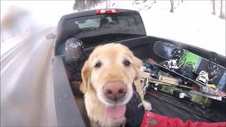 Colorado Retriever Can&#39;t Get enough SNOW!-Brian Dixon Realtor