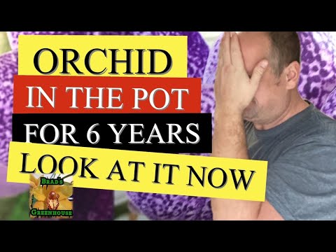 VANDA ORCHID IN THE SAME POT FOR SIX YEARS & LOOK AT IT NOW / VANDA ORCHID CARE SERIES PT 2