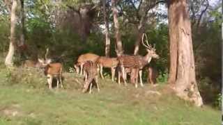 preview picture of video 'Group Of Deers in Bandipur National Park'