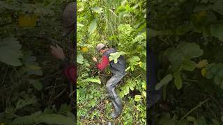 Download lagu Draining the swamp, drying up the catfish nests 😱 #adventure mp3