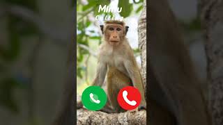 Download lagu #ringtone #ringtones #nadaderingtelepon #monkey #monkeys #monkeyvideo mp3 Download lagu #ringtone #ringtones #nadaderingtelepon #monkey #monkeys #monkeyvideo mp3