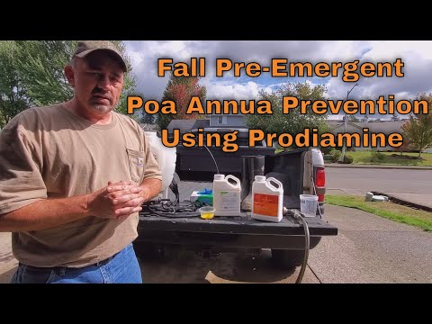 Fall Pre-Emergent - Poa Annua Prevention Using Prodiamine.