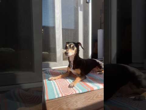 Es un modelo 🐶 #dogshorts #dogsofyoutube #doglife