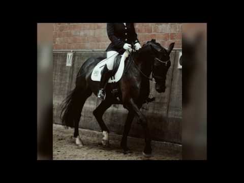 Mare Danone x Arogno *2012 for sale