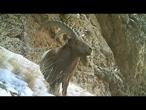 Kyrgyzstan's wildlife - Issyk-Kul region