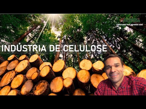 FÁBRICA DE CELULOSE | ARAUCO EM INOCÊNCIA MS | TVFAZENDA