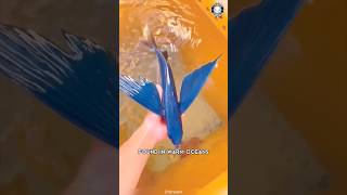 Flying Fish 🐟 It FLIES To Escape!